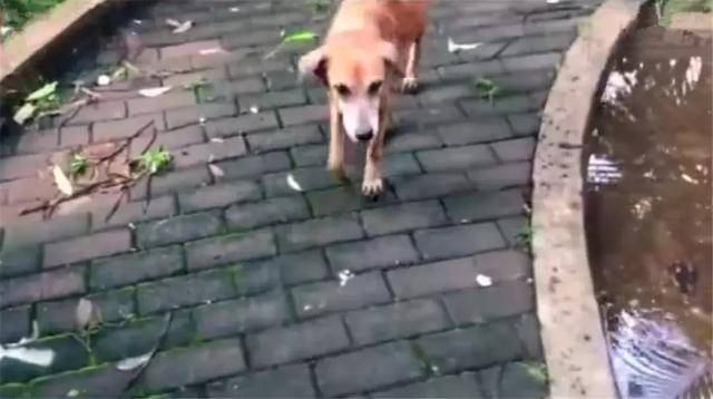 流浪狗母親跟隨路人，乞求發善心救助幼犬，眾人合力為它建新家！