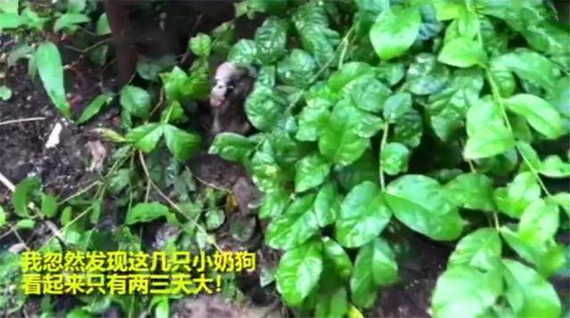 流浪狗母親跟隨路人，乞求發善心救助幼犬，眾人合力為它建新家！