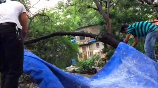 流浪狗母親跟隨路人，乞求發善心救助幼犬，眾人合力為它建新家！