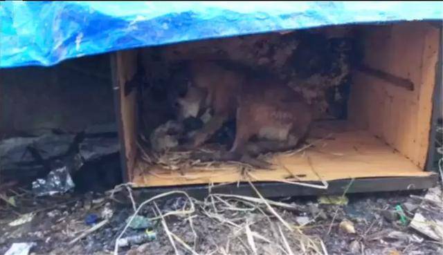 流浪狗母親跟隨路人，乞求發善心救助幼犬，眾人合力為它建新家！