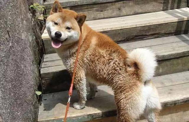 土狗被柴犬欺負，忍耐多次後悍然反擊，按頭教育小柴犬講禮貌！