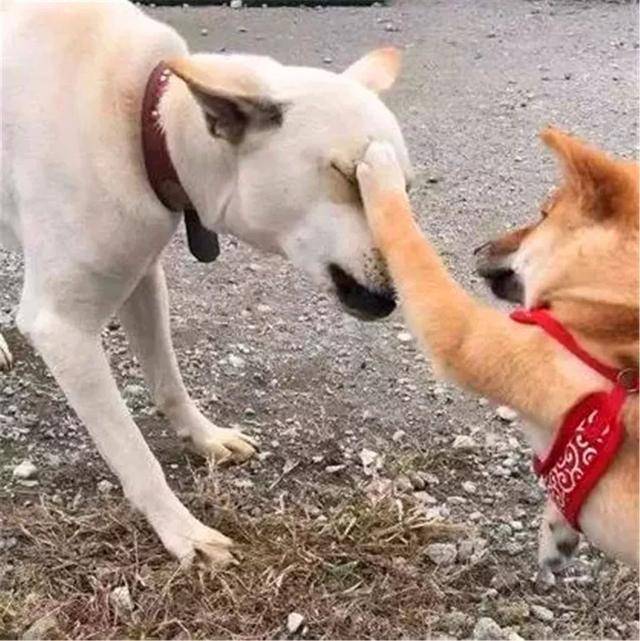土狗被柴犬欺負，忍耐多次後悍然反擊，按頭教育小柴犬講禮貌！