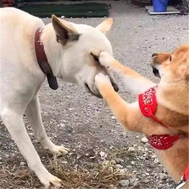 土狗被柴犬欺負，忍耐多次後悍然反擊，按頭教育小柴犬講禮貌！