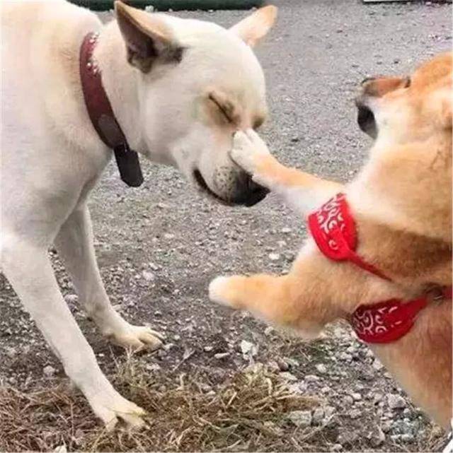 土狗被柴犬欺負，忍耐多次後悍然反擊，按頭教育小柴犬講禮貌！