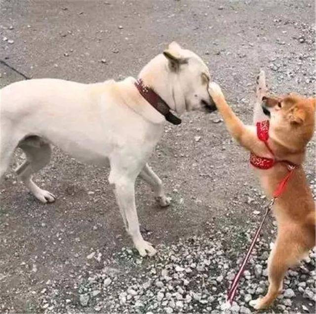 土狗被柴犬欺負，忍耐多次後悍然反擊，按頭教育小柴犬講禮貌！