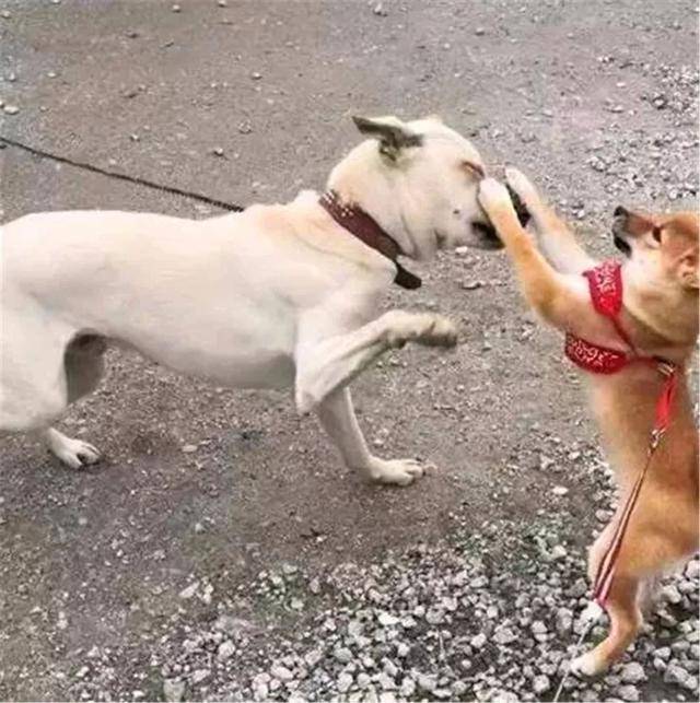 土狗被柴犬欺負，忍耐多次後悍然反擊，按頭教育小柴犬講禮貌！