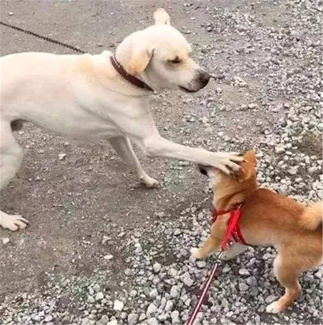 土狗被柴犬欺負，忍耐多次後悍然反擊，按頭教育小柴犬講禮貌！