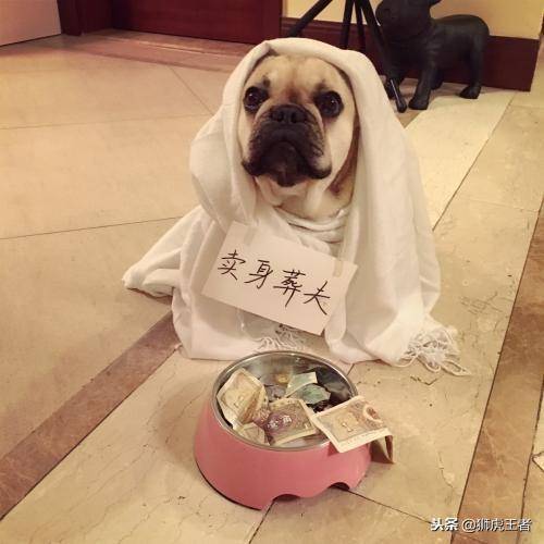狗狗的相好死了，只得賣身葬夫！這是個悲傷的故事，怎麼都沒想到