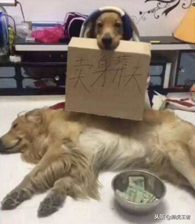 狗狗的相好死了，只得賣身葬夫！這是個悲傷的故事，怎麼都沒想到
