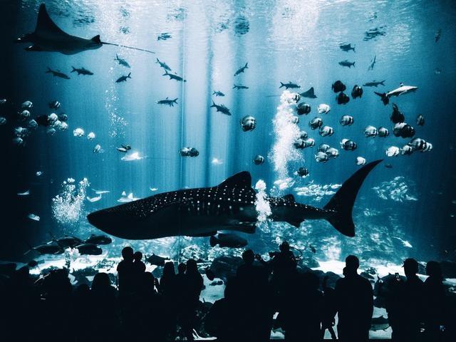 為什麼出國旅遊不要再去海洋館？這就是原因！