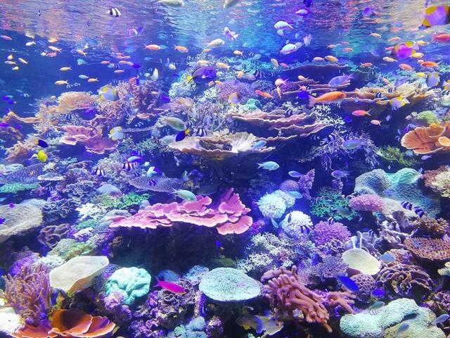 為什麼出國旅遊不要再去海洋館？這就是原因！