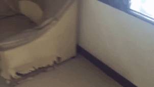 20個「做壞事當場被逮」的心虛毛孩　它們的表情讓主人拚命憋笑！