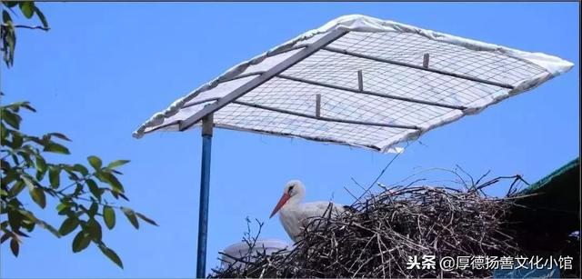 全世界為之心疼哭泣的真實故事