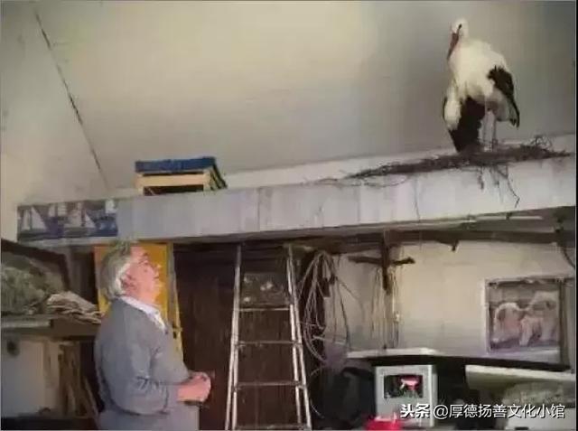 全世界為之心疼哭泣的真實故事