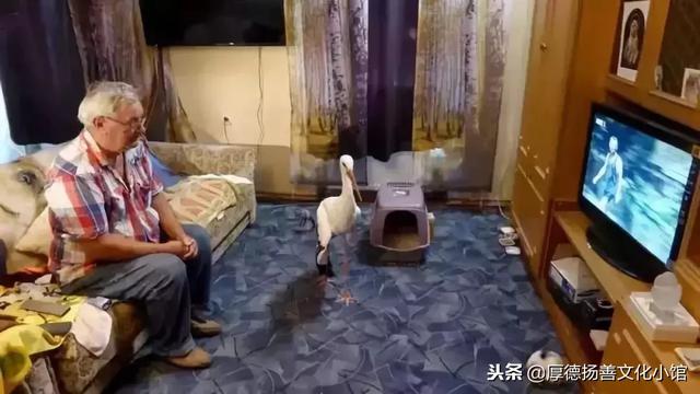 全世界為之心疼哭泣的真實故事