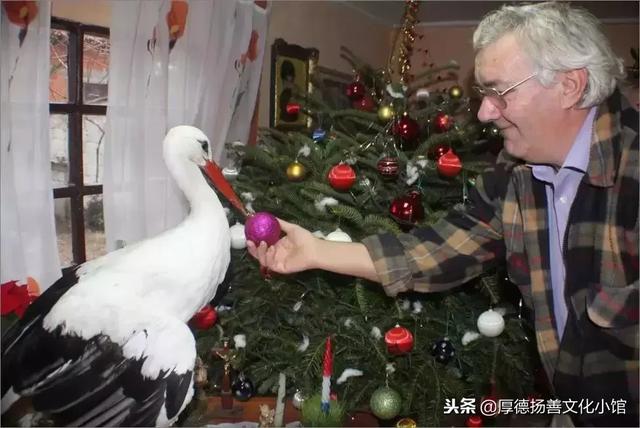 全世界為之心疼哭泣的真實故事