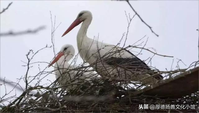 全世界為之心疼哭泣的真實故事