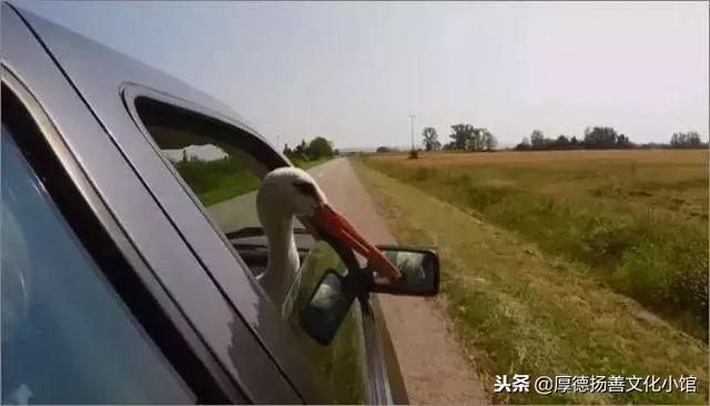 全世界為之心疼哭泣的真實故事