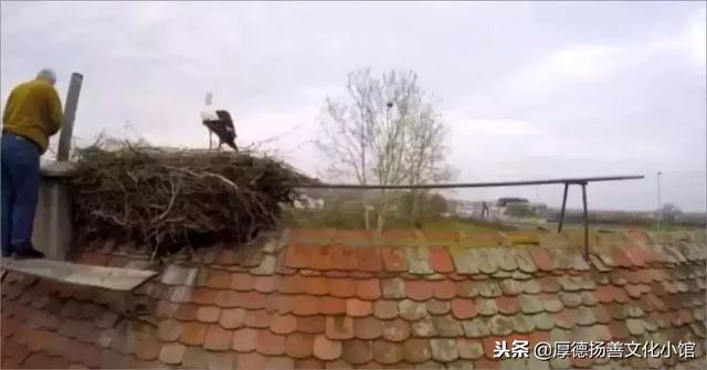 全世界為之心疼哭泣的真實故事