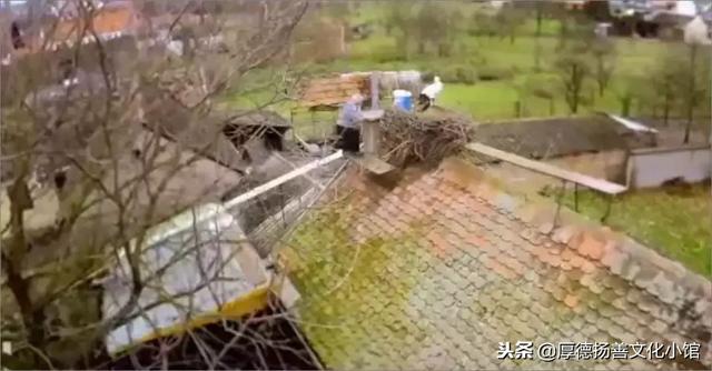 全世界為之心疼哭泣的真實故事