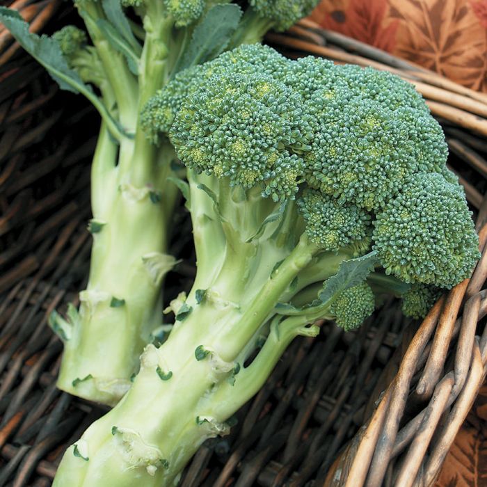花椰菜 Broccoli 10種減肥食譜！營養價值高，多吃不胖還能減肥！ 