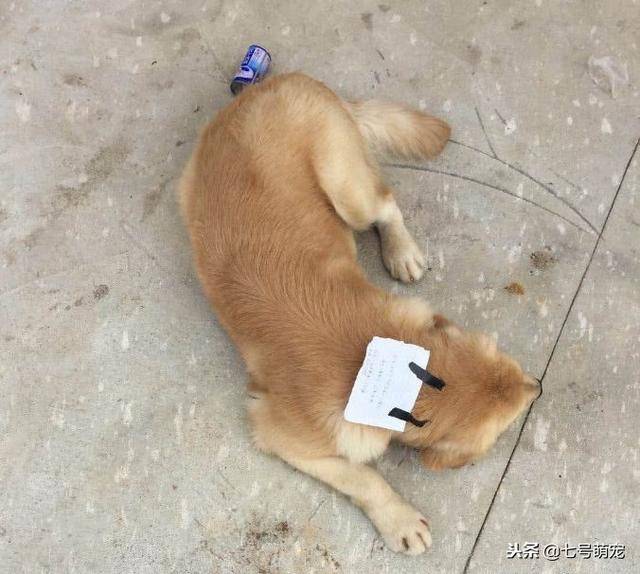 金毛離家出走，回家時頭上貼著小紙條，主人看清上面的字後笑噴了