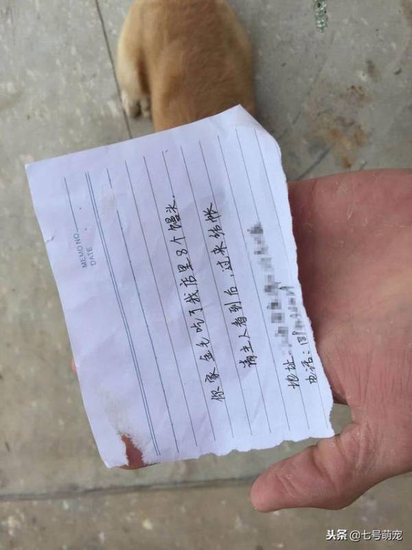 金毛離家出走，回家時頭上貼著小紙條，主人看清上面的字後笑噴了