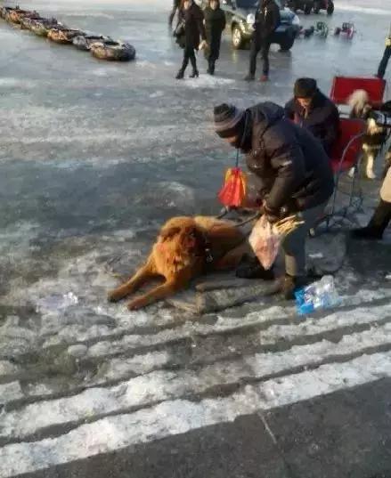 2018年，狗狗都經歷了什麼？