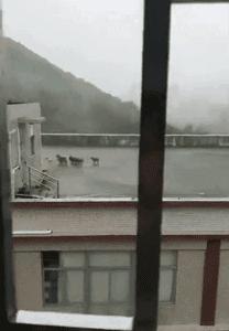 2018年，狗狗都經歷了什麼？