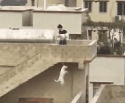 2018年，狗狗都經歷了什麼？