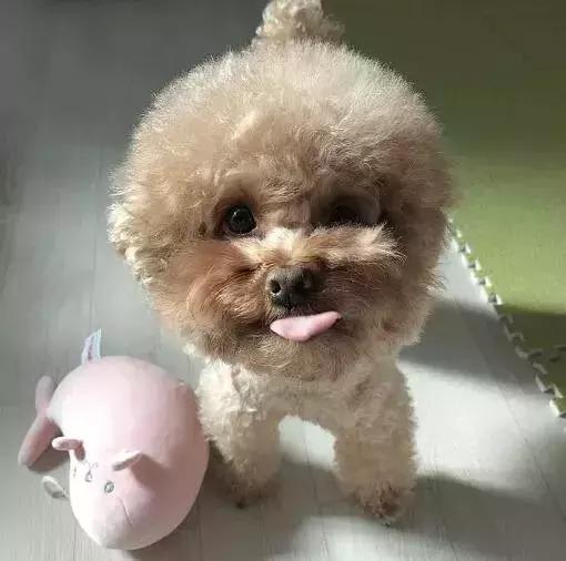 2018年，狗狗都經歷了什麼？