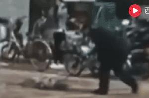 2018年，狗狗都經歷了什麼？