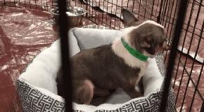 2018年，狗狗都經歷了什麼？