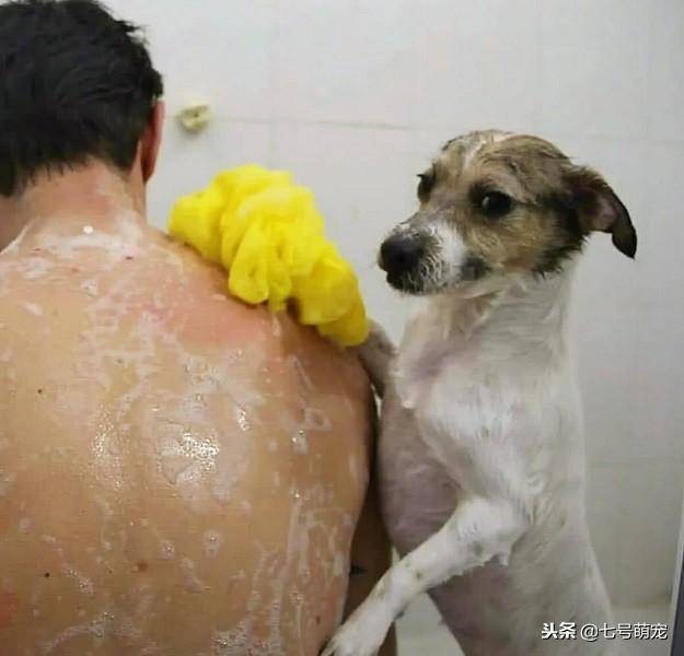 狗狗被撿回家，它為了能留在主人家，每天洗碗擦背！網友：賺大了