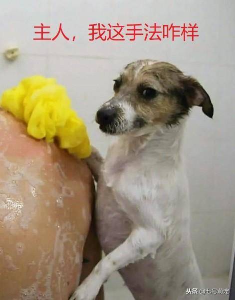 狗狗被撿回家，它為了能留在主人家，每天洗碗擦背！網友：賺大了