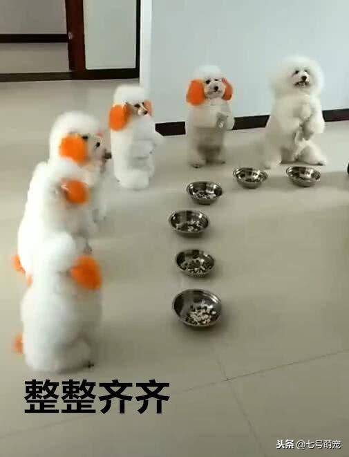 一群狗狗整齊排好隊，並且它們雙手作揖感謝主人，真是太萌了！