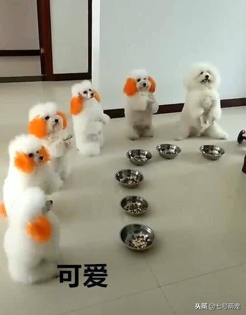 一群狗狗整齊排好隊，並且它們雙手作揖感謝主人，真是太萌了！