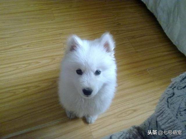 女主養了五隻狗狗，每到吃飯時就變成六隻，仔細一看笑噴，真會玩