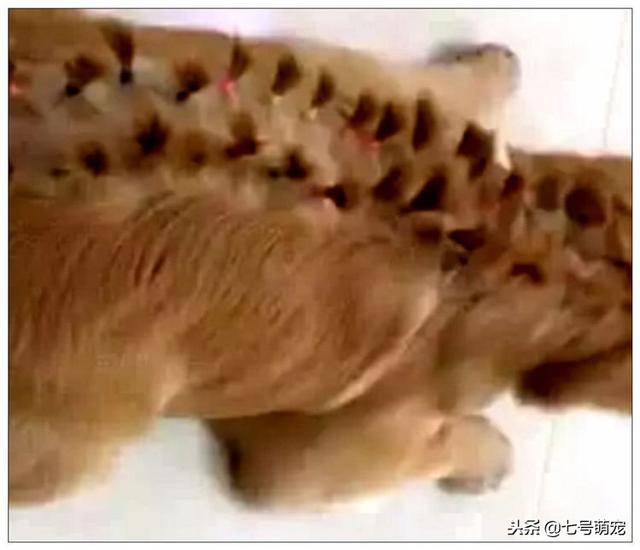 女主將女兒和金毛留在家裡，下班回家後，看到金毛的模樣笑噴了！