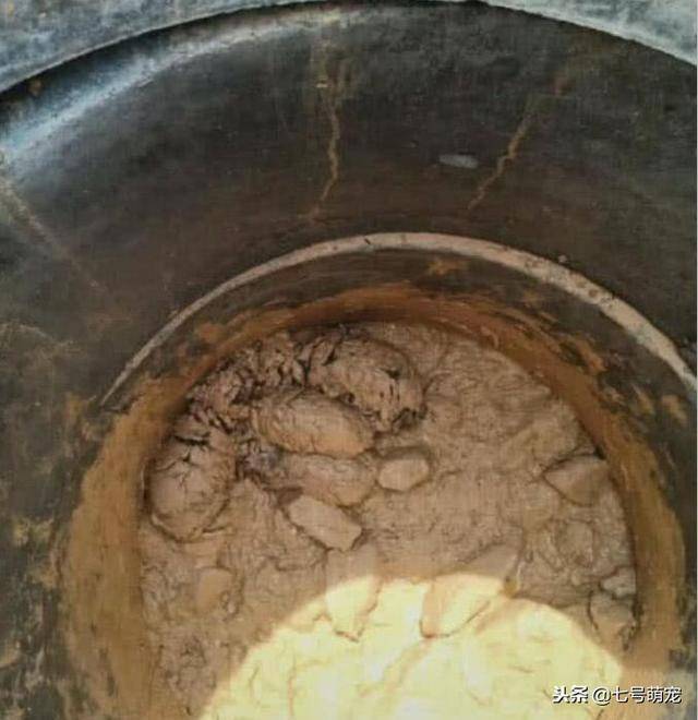 5隻小奶狗被困在泥潭中，網友好心收留，三個月後網友悔不當初！