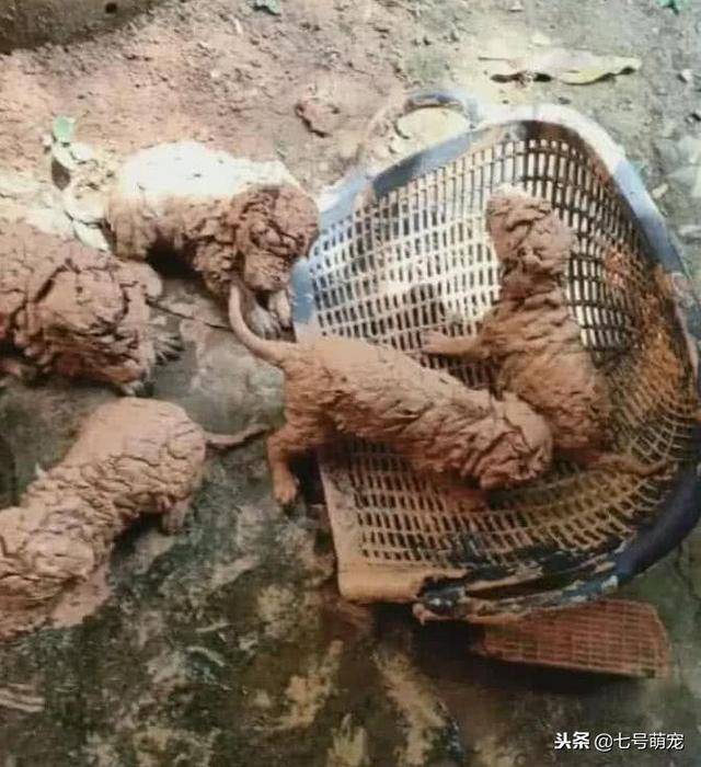 5隻小奶狗被困在泥潭中，網友好心收留，三個月後網友悔不當初！