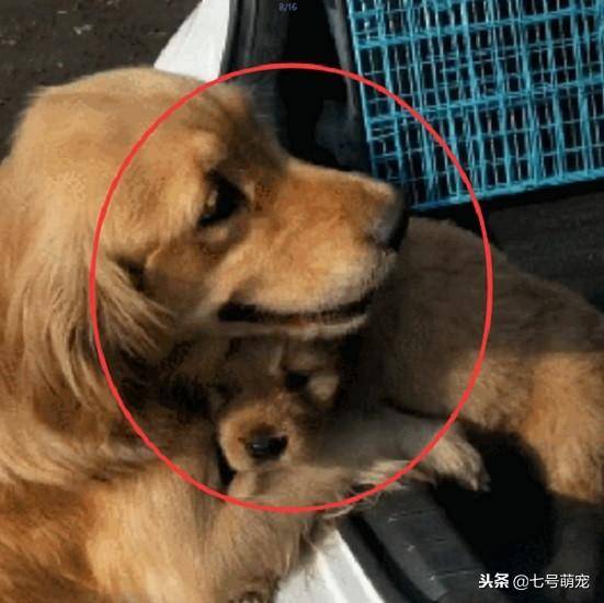狗狗被賣給了新主人，臨走前狗媽媽含淚送別，離別這幕感人至深！