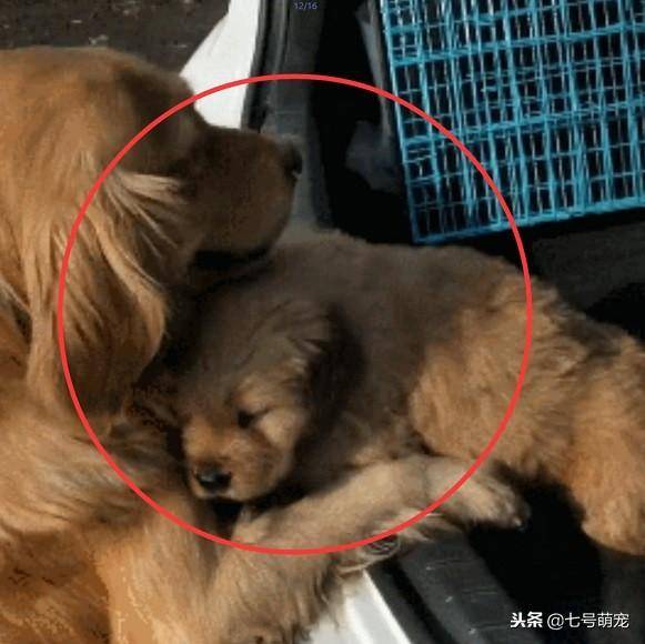 狗狗被賣給了新主人，臨走前狗媽媽含淚送別，離別這幕感人至深！