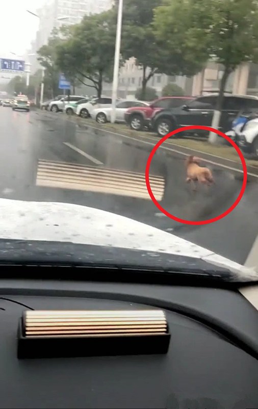 女子丟下泰迪打車離去，暴雨如注，狗狗的反應讓人心疼