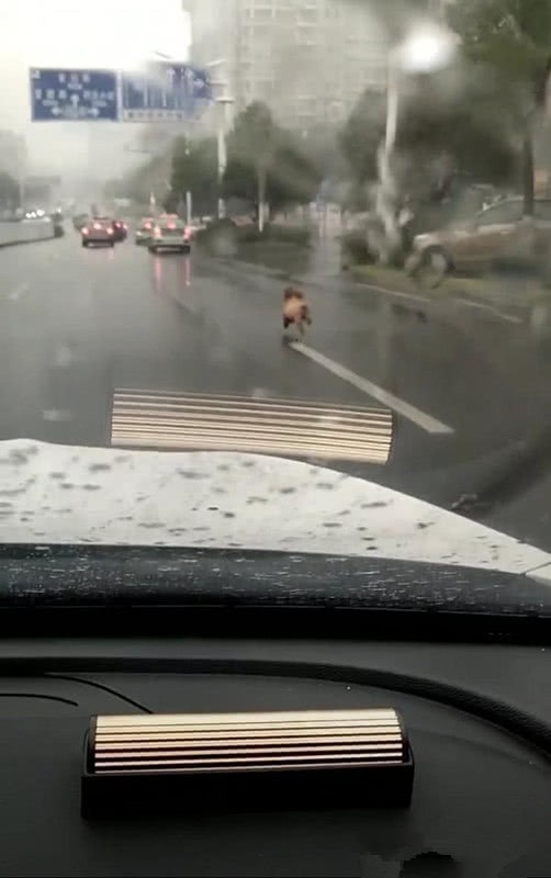 女子丟下泰迪打車離去，暴雨如注，狗狗的反應讓人心疼