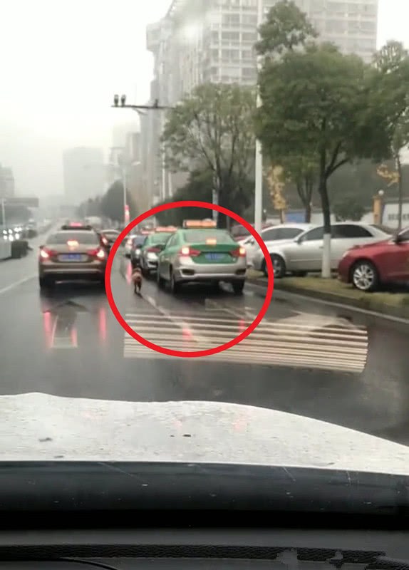 女子丟下泰迪打車離去，暴雨如注，狗狗的反應讓人心疼