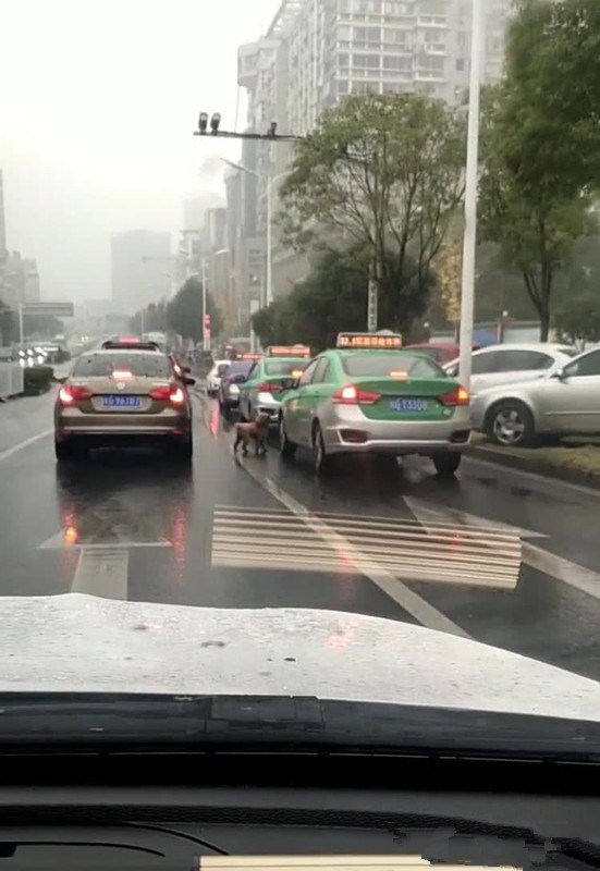女子丟下泰迪打車離去，暴雨如注，狗狗的反應讓人心疼