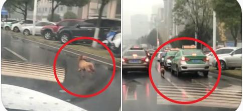 女子丟下泰迪打車離去，暴雨如注，狗狗的反應讓人心疼