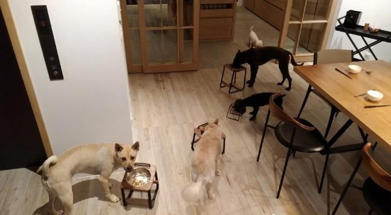 蕭敬騰8層豪宅成流浪狗樂園，遛狗不用出門，請專業獸醫隨時治療