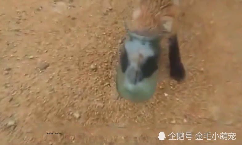 狐狸路中央攔軍車，原以為它是餓了討食，兵哥哥下車後淚目了！